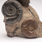 Free Standing Fossil Ammonite Cluster From Madagascar