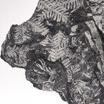 Natural White Fern Fossil + Custom Acrylic Stand