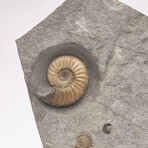 Fossil Calcite Ammonite From Dorset UK + Acrylic Stand V1