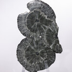 Seraphinite Specimen + Custom Acrylic Base