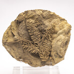 Fossil Leaf In Travertine + Custom Acrylic Stand