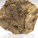 Fossil Leaf In Travertine + Custom Acrylic Stand