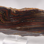 Large Gold Tiger Iron Slab From South Africa + Custom Acrylic Stand // 6lb