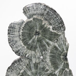 Seraphinite Specimen + Custom Acrylic Base