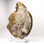 Large Brazilian Agate Slab + Custom Acrylic Stand V1