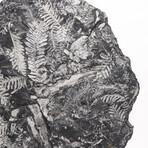 Natural White Fern Fossil + Custom Acrylic Stand