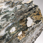 Australian Orbicular Jasper Slab + Custom Acrylic Base