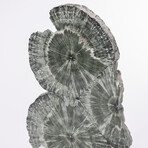 Seraphinite Specimen + Custom Acrylic Base