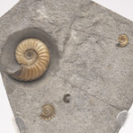 Fossil Calcite Ammonite From Dorset UK + Acrylic Stand V1