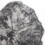 Natural White Fern Fossil + Custom Acrylic Stand