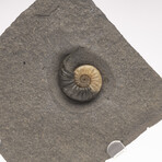 Fossil Calcite Ammonite From Dorset UK + Acrylic Stand V2