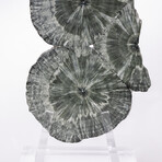 Seraphinite Specimen + Custom Acrylic Base