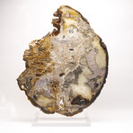 Large Brazilian Agate Slab + Custom Acrylic Stand V1