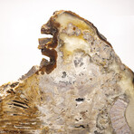 Large Brazilian Agate Slab + Custom Acrylic Stand V1