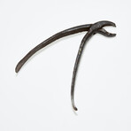 Dentist/Dental Tooth Extraction Forcep // 18th Century