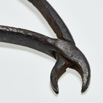 Dentist/Dental Tooth Extraction Forcep // 18th Century