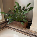 Vegetable Flower Cachepote // Set of 3 (6"L x 24"W x 6"H)