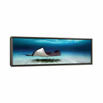 Southern Stingray, North Sound, Grand Cayman, Cayman Islands by Panoramic Images (12"H x 36"W x 0.75"D)