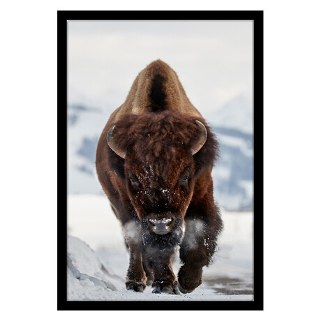 Bison Incoming (16"H x 13"W x 2"D)