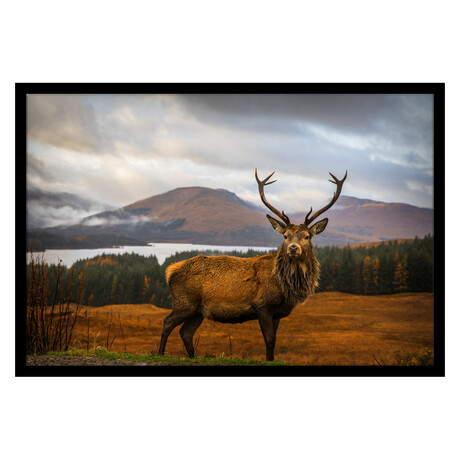 Scottish Stag (13"H x 16"W x 2"D)