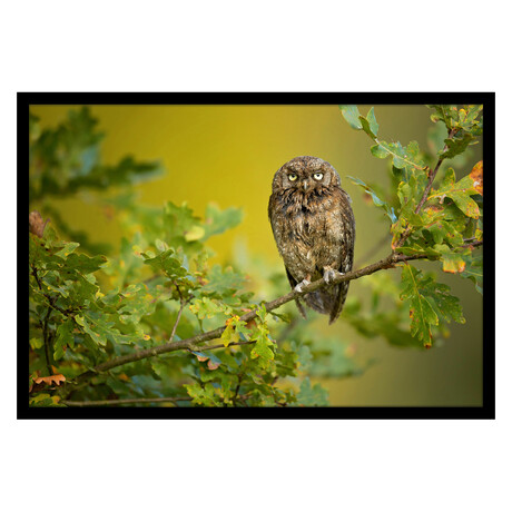 Eurasian Scops Owl (13"H x 16"W x 2"D)