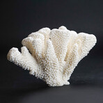 Genuine Cat's Paw Coral // 2.5lb