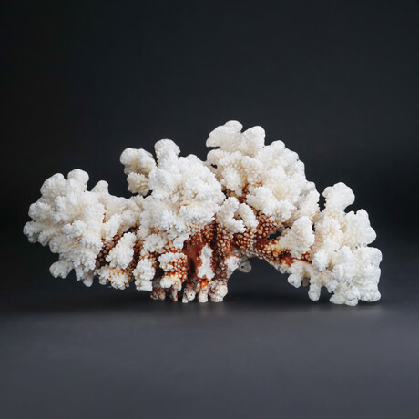 Genuine Stem Coral // 3.1lb