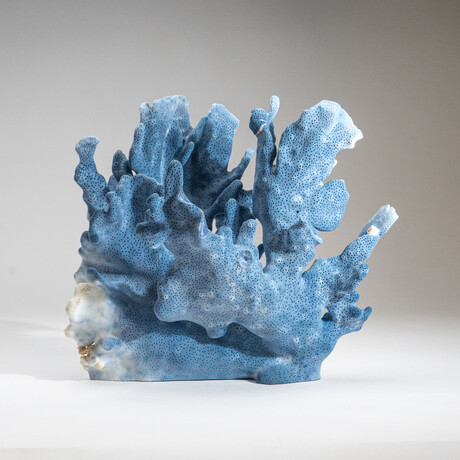Genuine Blue Ridge Coral V2 // 2.7lb