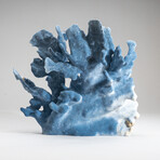 Genuine Blue Ridge Coral V2 // 2.7lb