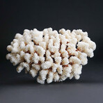 Genuine Stem Coral // 3.5lb