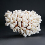 Genuine Stem Coral // 3.5lb
