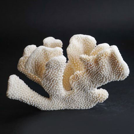 Genuine Cat's Paw Coral // 2.2lb