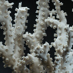 Genuine Branch Coral // 2.2lb