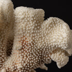 Genuine Cat's Paw Coral // 1.6lb