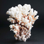 Genuine Stem Coral // 1.2lb