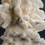 Genuine Lettuce Coral // 2.3lb