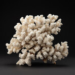 Genuine Stem Coral // 3.8lb