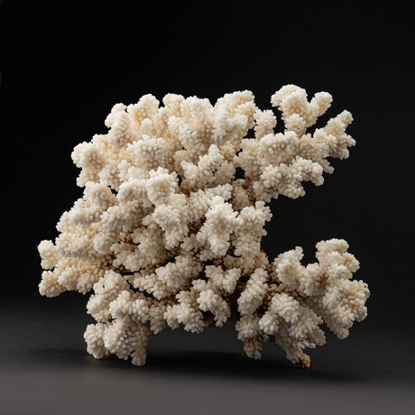 Genuine Stem Coral // 3.8lb