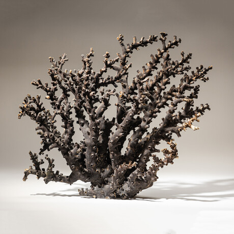 Genuine Brown Branch Coral // 7lb
