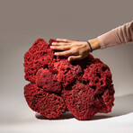 Genuine Red Pipe Organ Coral // 9.8lb