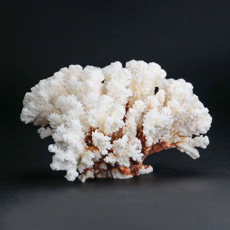 Genuine Stem Coral // 2.1lb