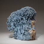 Genuine Blue Ridge Coral // 24.2lb