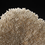 Genuine Table Coral // 7lb