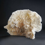 Genuine White Ridge Coral // 3lb