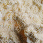 Genuine White Ridge Coral // 3lb