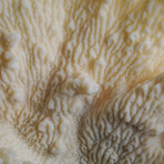 Genuine White Ridge Coral // 2.4lb