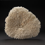 Genuine Table Coral // 7lb