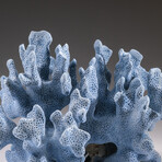 Genuine Purple Acorn Barnacle Coral // 3.3lb