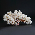Genuine Stem Coral // 3.1lb