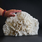 Genuine White Ridge Coral // 2.8lb